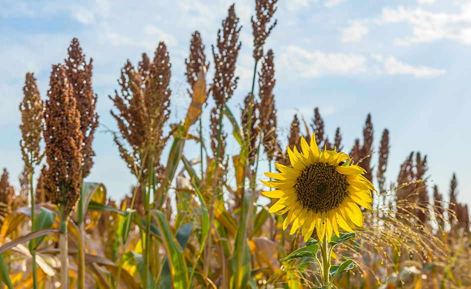 La Culture du Sorgho Fourrager (Sorghum Vulgare) – ITGC