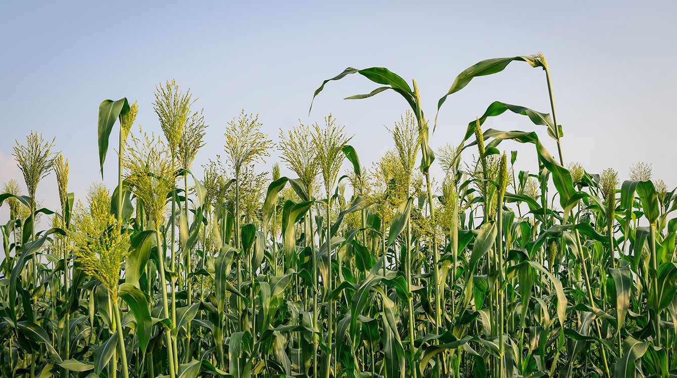 Making electricity from sorghum? Yes we can. - Sorghum ID