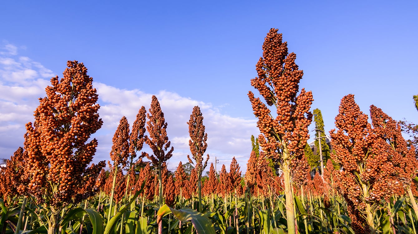 +18% acreage in Europe. - Sorghum ID