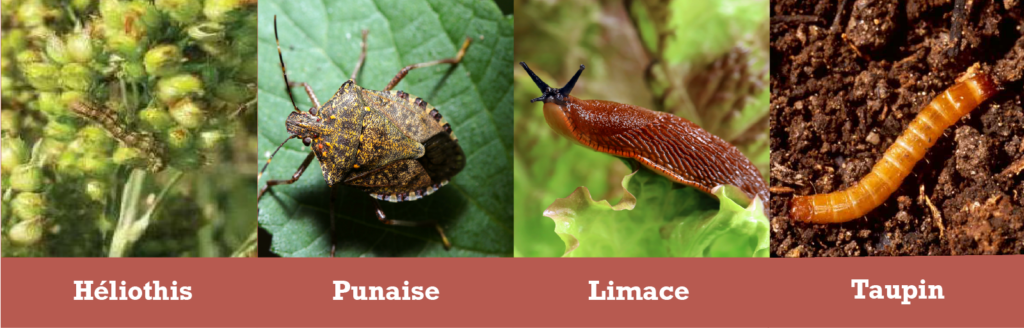 Ravageurs pour le sorgho