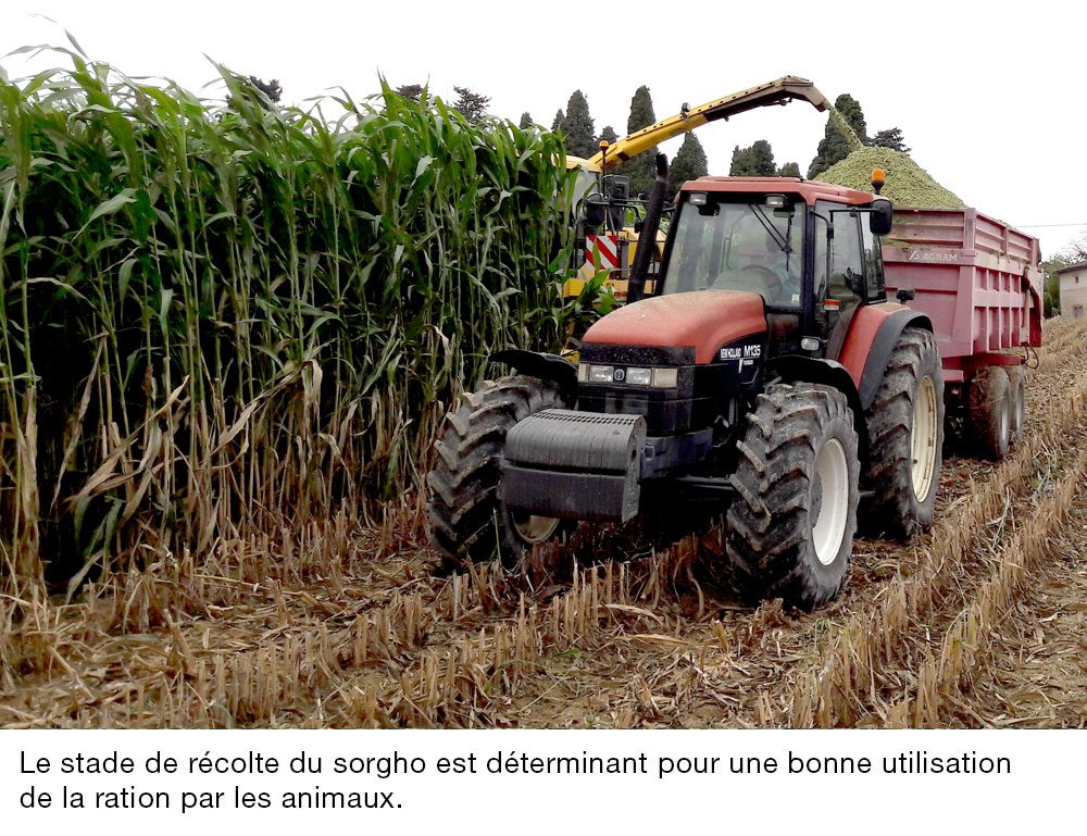 Réussir sa récolte - Sorghum ID