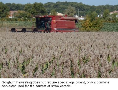 SUCCESSFUL HARVESTING - Sorghum ID