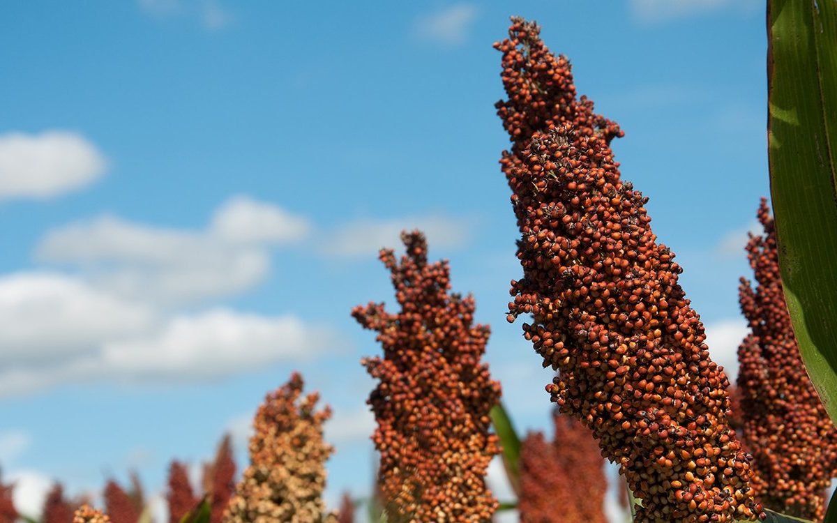 Quest Ce Qui Motivent Les Agriculteurs à Cultiver Du Sorgho Sorghum Id