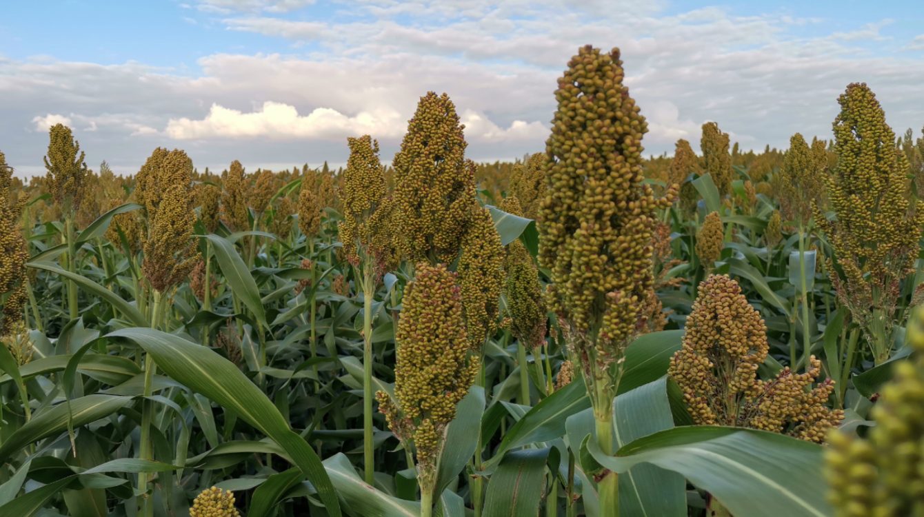 8 T/ha of grain sorghum in Northern France… soon possible? - Sorghum ID